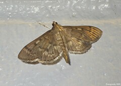 Herpetogramma aeglealis