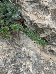 Galium verrucosum