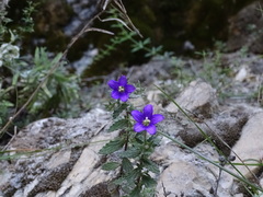 Stemodia durantifolia
