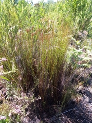 Platycaulos compressus