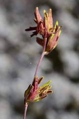 Cordylanthus rigidus