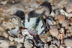 Euchloe ausonia