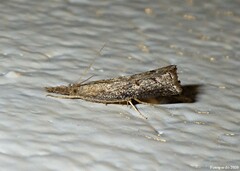 Neodactria luteolellus