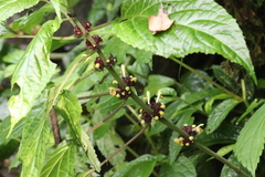 Paraphlomis javanica