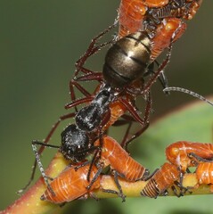 Camponotus suffusus bendigensis
