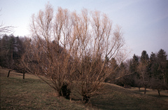 Salix viminalis