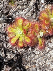 Drosera esterhuyseniae