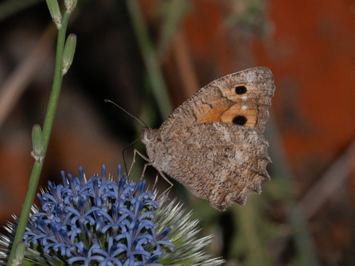 Klug's Tawny Rockbrown