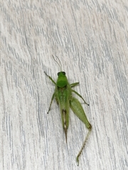 Paulinia acuminata