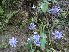 Melanoseris macrorhiza