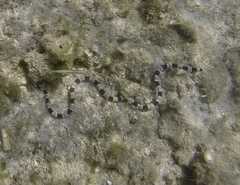 Myrichthys colubrinus