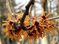 Hamamelis mollis