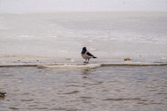 Corvus cornix