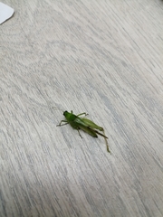 Paulinia acuminata