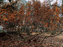 Hamamelis mollis