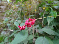 Bistorta amplexicaulis