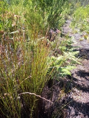 Platycaulos compressus