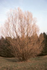 Salix viminalis