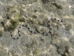 Myrichthys colubrinus