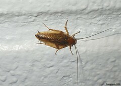 Ectobius pallidus