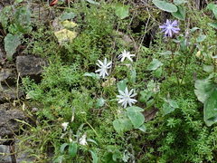 Melanoseris macrorhiza