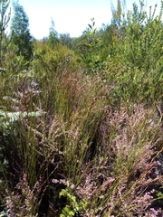 Platycaulos compressus