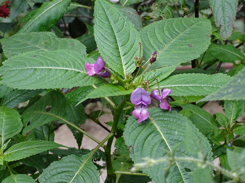 Gigantic Himalayan Balsam (Impatiens sulcata)