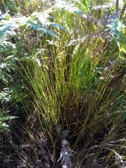 Platycaulos compressus