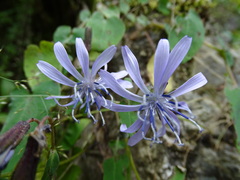 Melanoseris macrorhiza