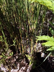 Platycaulos compressus