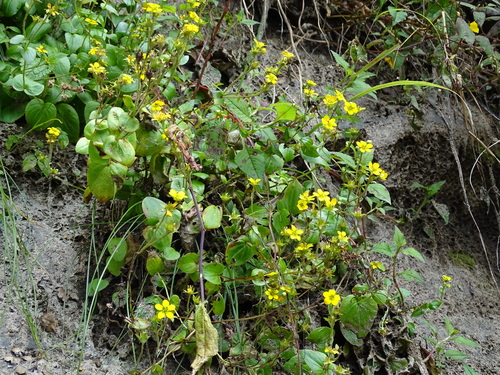 Saxifraga parnassifolia, photograph 2
