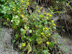 Saxifraga parnassifolia, photograph (c) Sandipan Das, some rights reserved (CC BY)