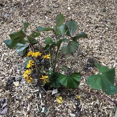 Ligularia dentata