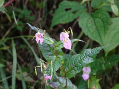 Impatiens chungtienensis