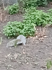 Sciurus carolinensis