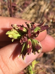 Cordylanthus rigidus