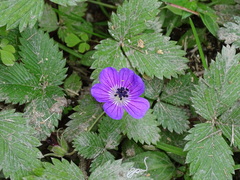 Fragaria nubicola