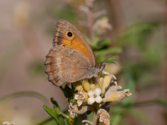 Hyponephele lycaonoides