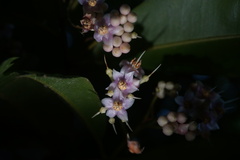Ardisia