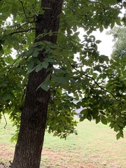 Carya pallida