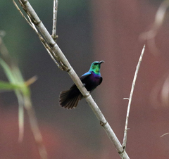 Cinnyris bifasciatus