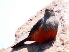 Thamnolaea cinnamomeiventris