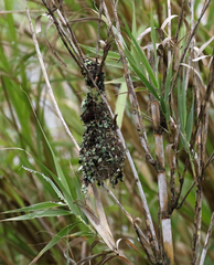 Cinnyris bifasciatus