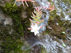 Sedum pallidum