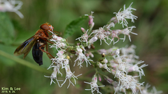 Volucella linearis