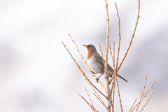 Turdus ruficollis