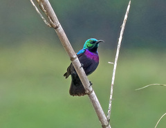 Cinnyris bifasciatus