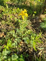 Corydalis aurea