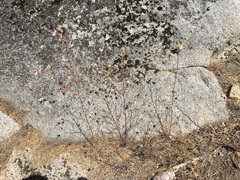 Cordylanthus rigidus