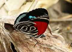 Diaethria clymena